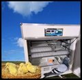 quail egg incubator machine for sale