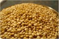 TOP QUALITY SORGHUM 1