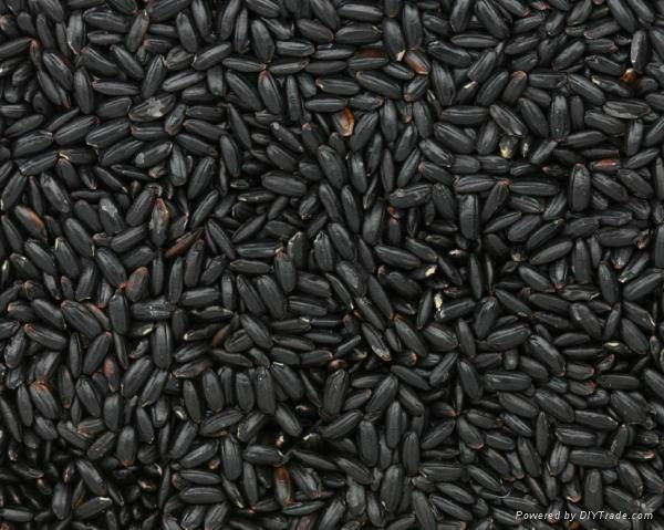 TOP QUALITY BLACK RICE