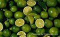 TOP QUALITY FRESH LIME FRUIT 1