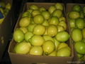 BEST FRESH LEMON FRUIT 1