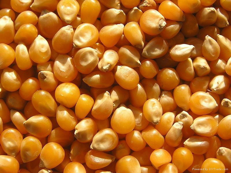 BEST QUALITY YELLOW CORN FOR ANIMAL FEED