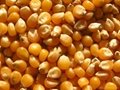BEST QUALITY YELLOW CORN FOR ANIMAL FEED