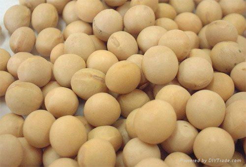 QUALITY SOY BEAN