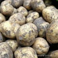 QUALITY HOLLANDAIS IRISH POTATOES