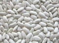 BEST QUALITY WHITE KIDNEY BEANS 1