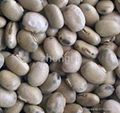 levodopa Mucuna pruriens extract plant