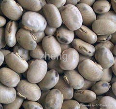 levodopa Mucuna pruriens extract plant extract