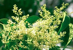 oleanic acid  ligustrum lucidum extract plant extract