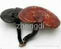 Ganoderma lucidum extract polysaccharide