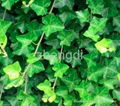 Hederacoside C Ivy extract Improve