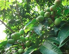 Olive Leaf Extract Oleuropein hydroxytyrosol 