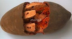 Monkey bread tree series baobab fruit powder baobab fruit oil