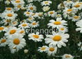 Pyrethrum powder and extract