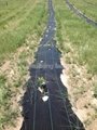 pp woven fabric as ground cover and weedmat