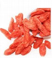 Fructus Lycii(Goji Berries) 1