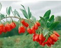 China GOJI WOLFBERRY--ORGANIC