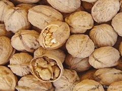 Newly harvested Chinese shelled walnuts