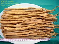 Natural Chinese herb medicine Pilose Asiabell Root
