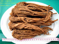 Chinese herb medicine dong quai