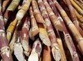 Suger Cane Stalk For Feed