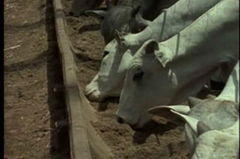 Dairy Cattle Feed