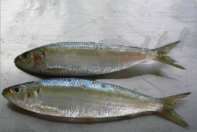 sardine in brine 