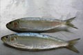 sardine in brine  1