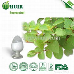 Resveratrol-Fallopia Japonica Extract 20% 98%