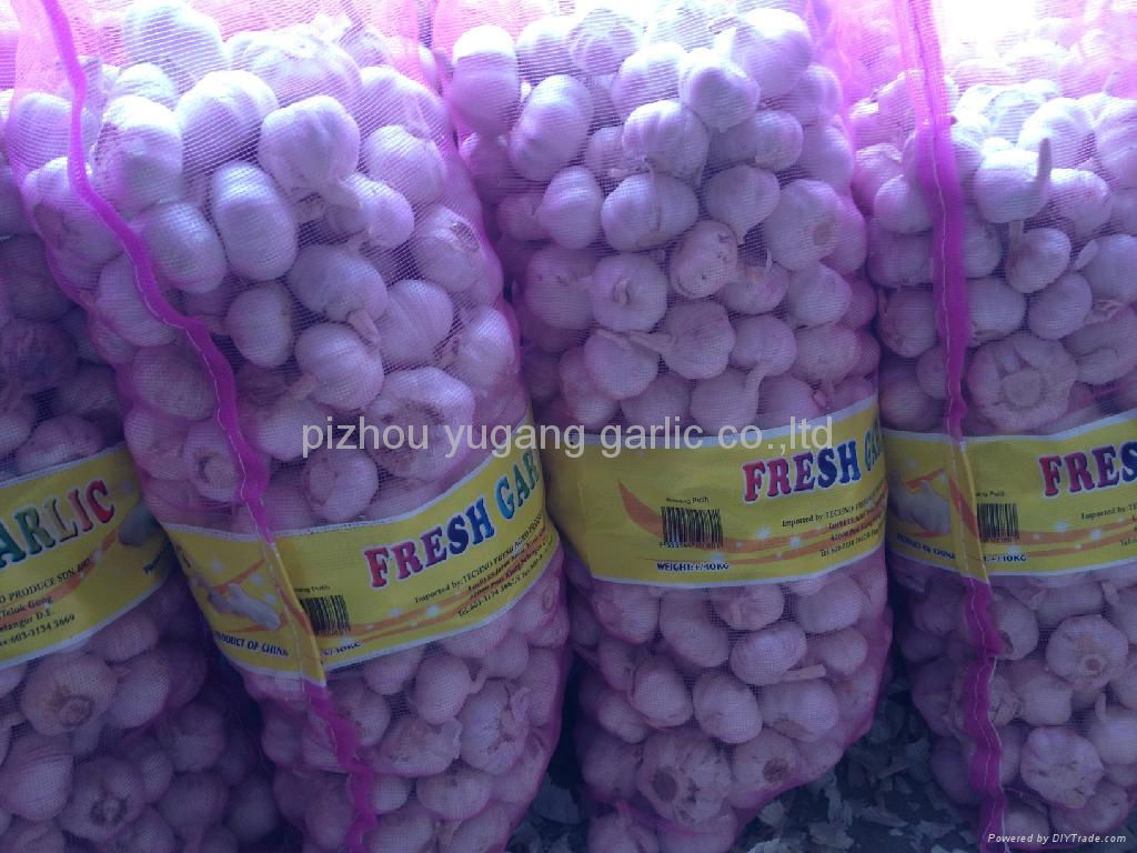 HOT SALE CHINESE GARLIC 4