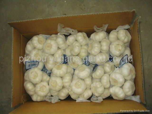 HOT SALE CHINESE GARLIC 5