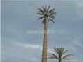 Palm Tree Monopole 1