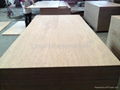 Poplar plywood