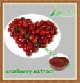 High quality ISO&GMP Cranberry Extract 