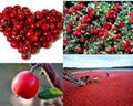 High quality ISO&GMP Cranberry Extract  3