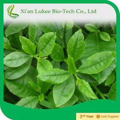 Samples free Panax Ginseng Root Extract Ginsenosides 