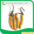 cordyceps sinensis(berk.)sacc  2