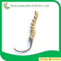 cordyceps sinensis(berk.)sacc  4