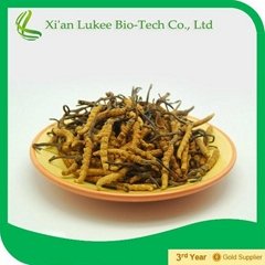 Cordyceps Sinensis Extract with polysaccharide for Nutritional Supplements 