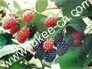 Plant Mulberry Extract Proanthocyanidins 