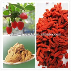 most competitive price 100% natural wolfberry extract