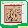 American Ginseng extract powder  1