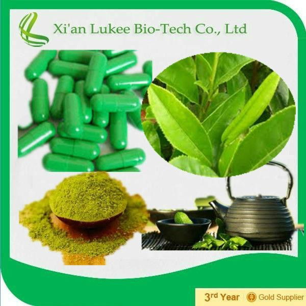 green tea extraction polyphenols powder 50%-98% 