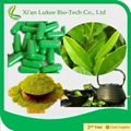 green tea extraction polyphenols powder 50%-98%  1