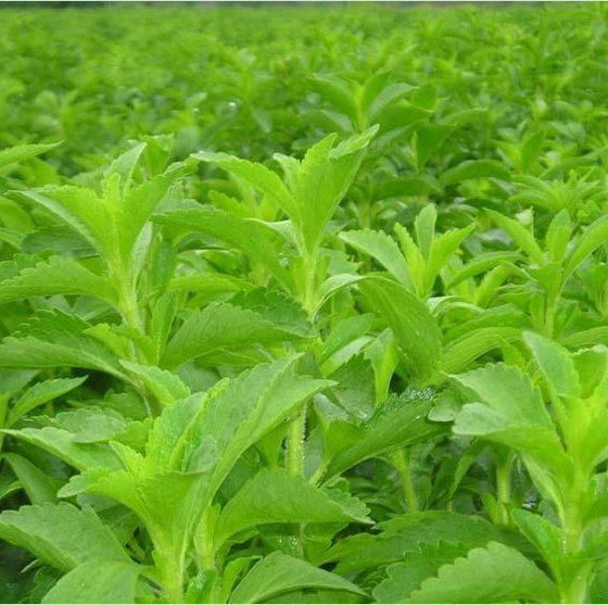 Natural Stevia Leaf Extract Stevia Stevioside CAS NO 57817-89-7