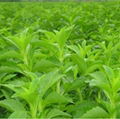 Natural Stevia Leaf Extract Stevia