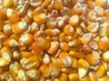 Yellow Corn 1