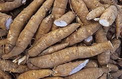 Cassava