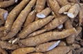 Cassava 1