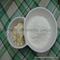 Garlic powder ISO9001 MANUFACTURE HIGH